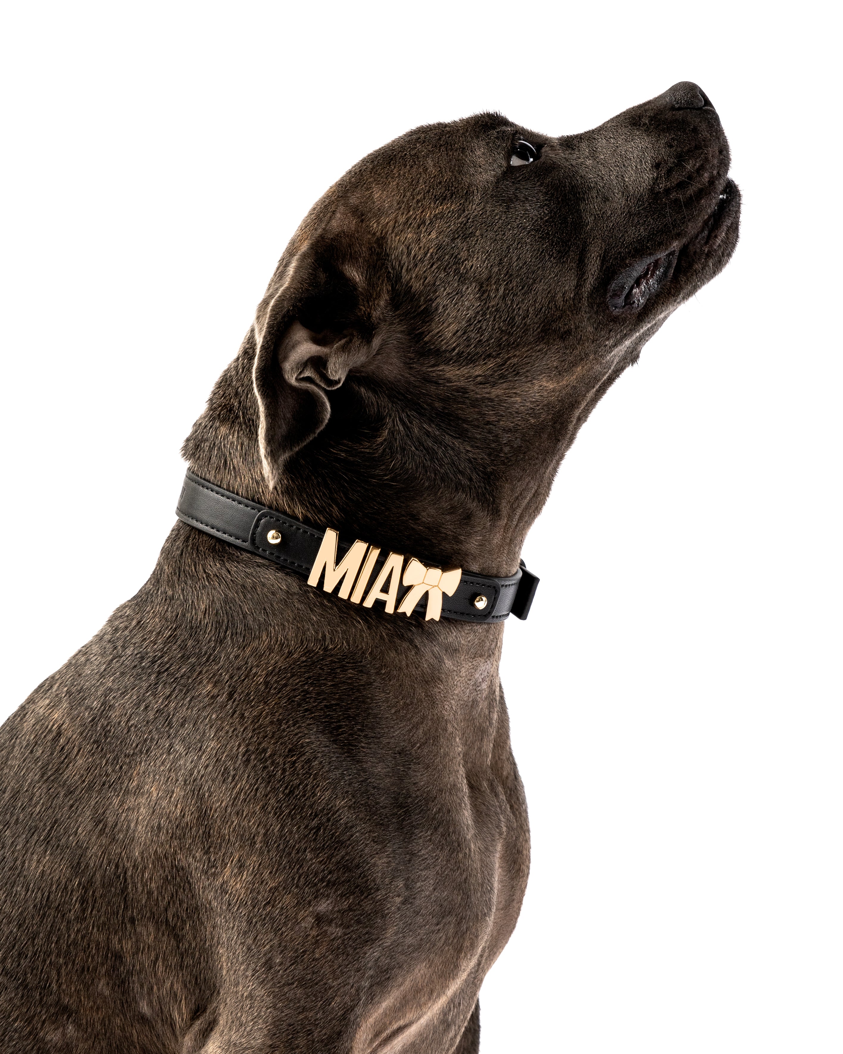 Dog Collar in Black/Gold with Personalised Hardware