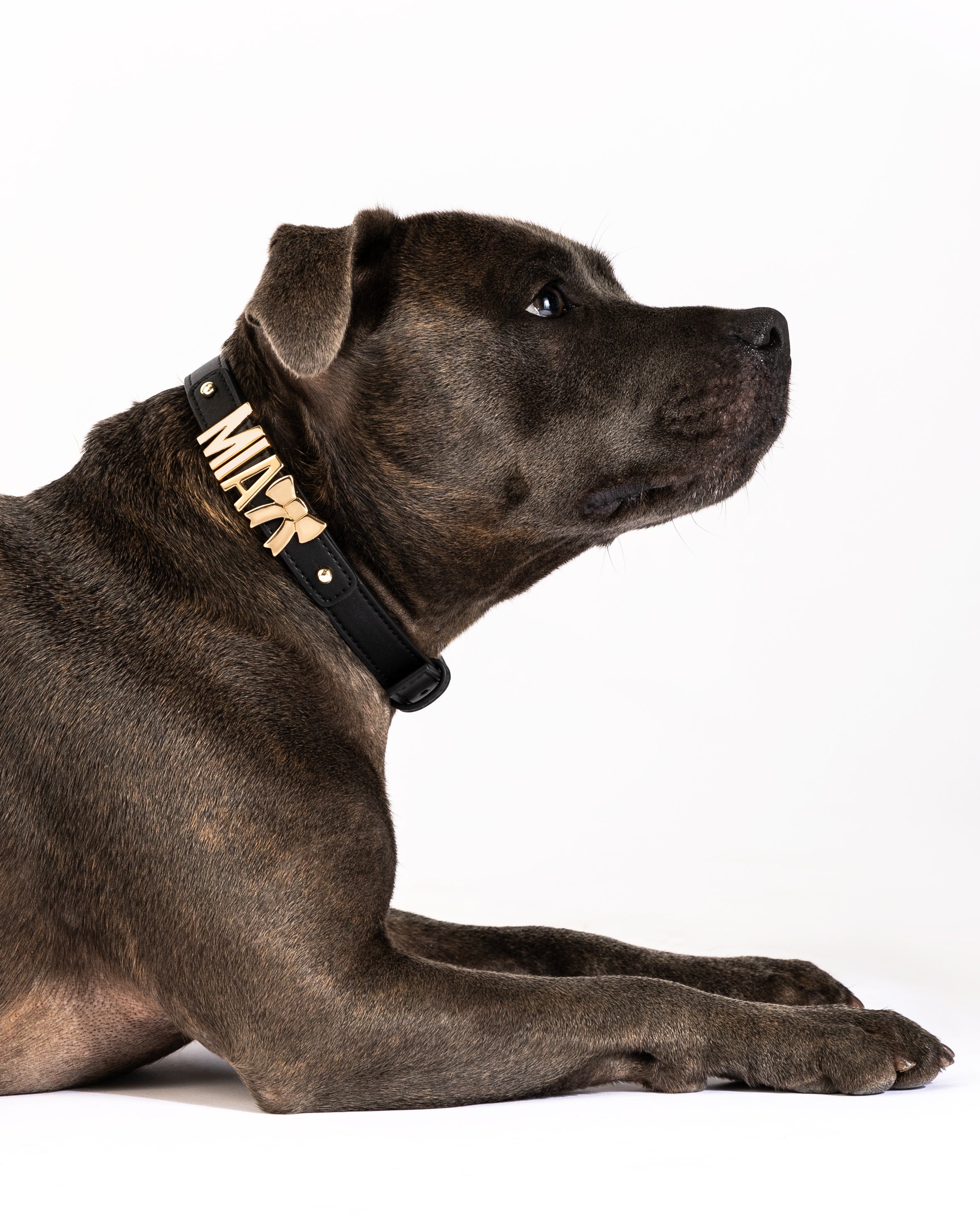 Dog Collar in Black/Gold with Personalised Hardware